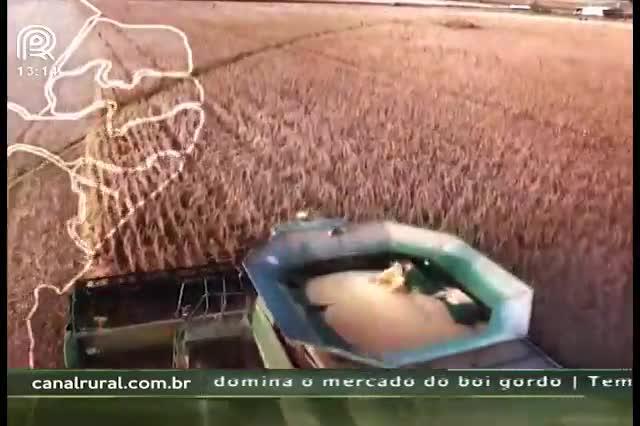 Colheita avança em Mato Grosso, mas chuvas retardam trabalhos