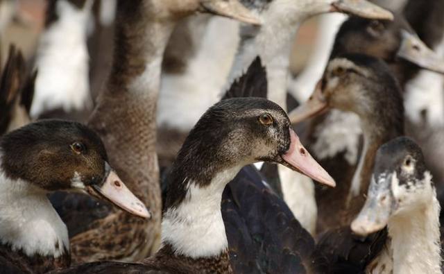 França vai sacrificar 600 mil patos para controlar gripe aviária