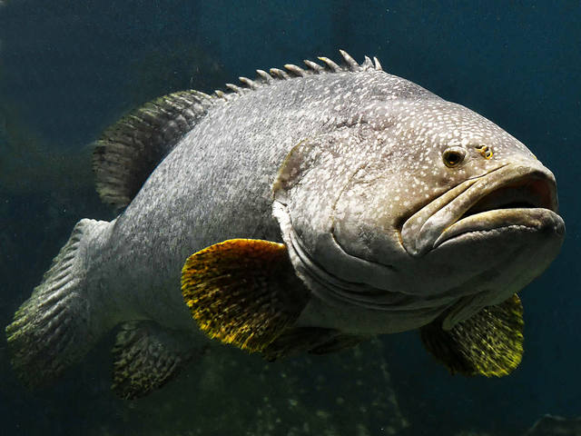 Ministério Público quer anular portaria que proíbe pesca de 8 espécies no ES