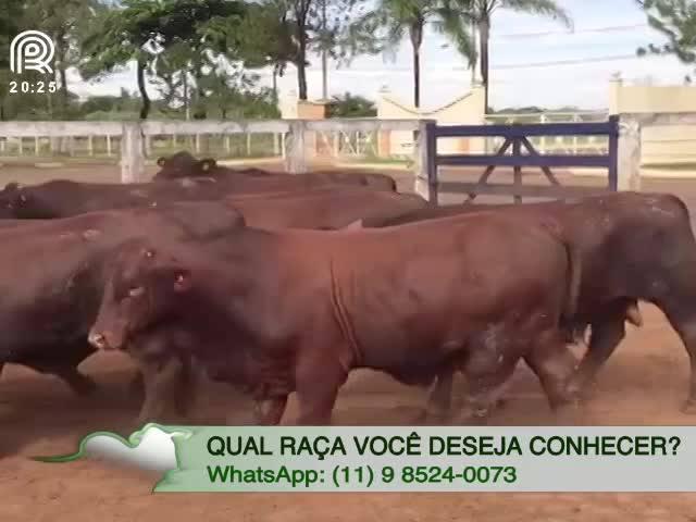 Santa gertrudis, a raça que conquistou o Brasil