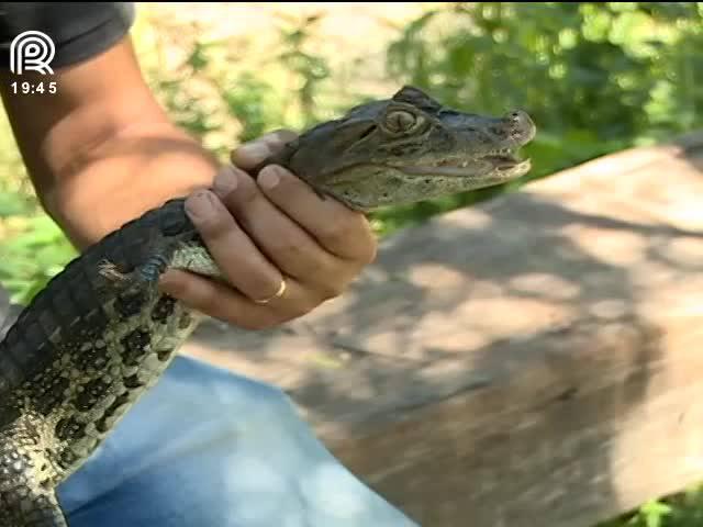 O que você precisa saber para criar jacaré