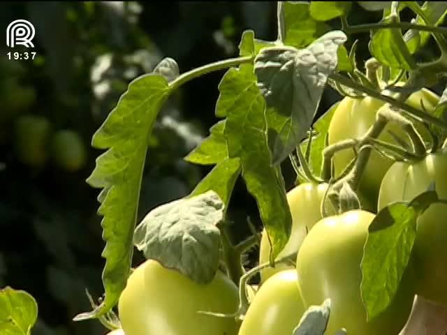 Tomate: saiba como evitar perdas na produção