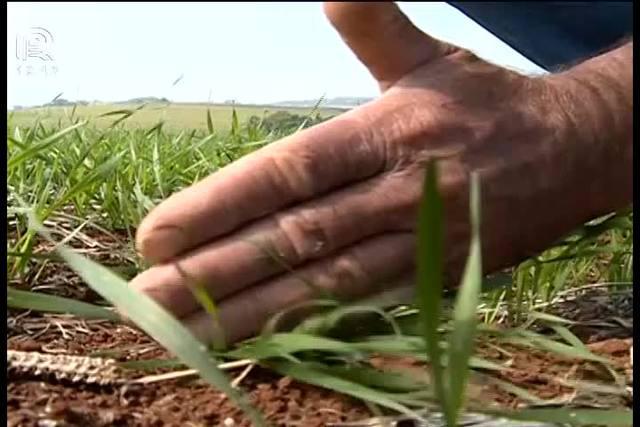 Preços fazem produtor de trigo trocar de cultura