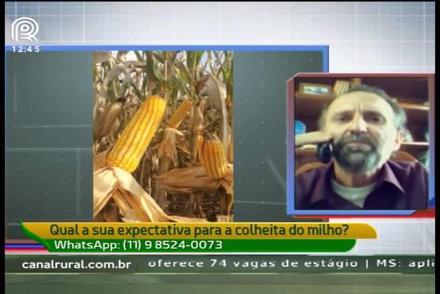 Milho: Paraná registra produtividade até 10% maior em algumas regiões