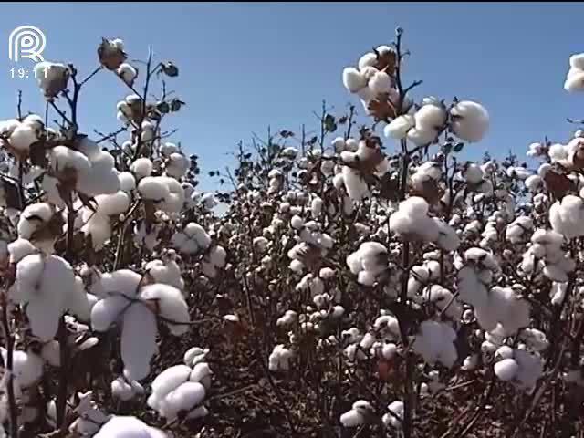 Novas variedades de algodão resistem a pragas