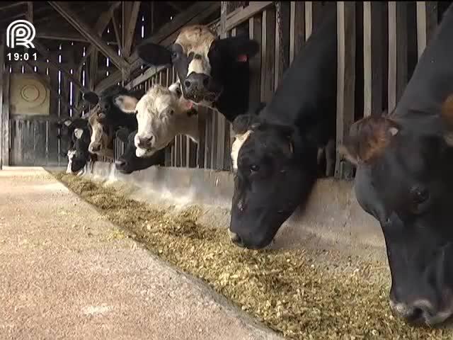 RS: custo de produção do leite sobe devido à chuva