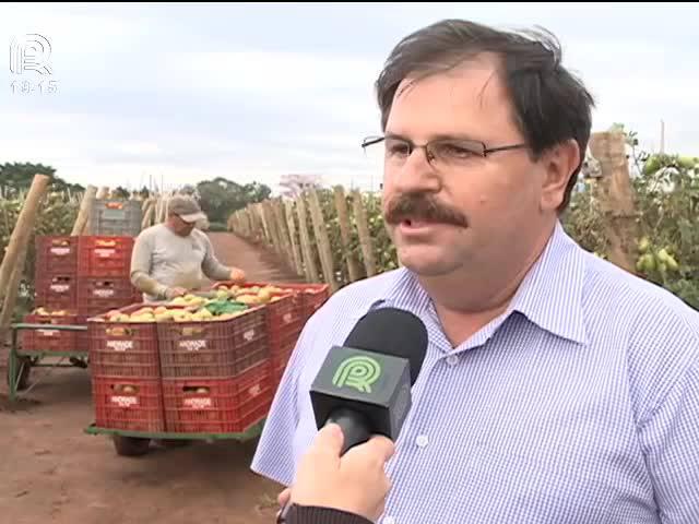 SP: clima e preço apavoram os produtores de tomate