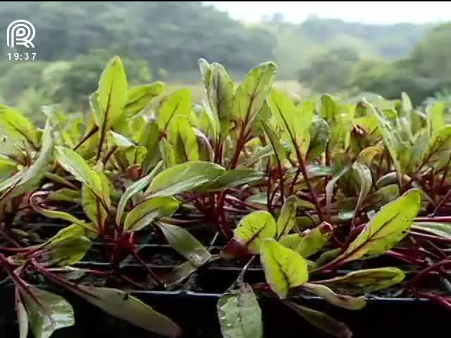 Mudas ganham espaço na produção de hortaliças