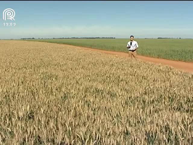 Trigo: ataque da brusone é o pior da década