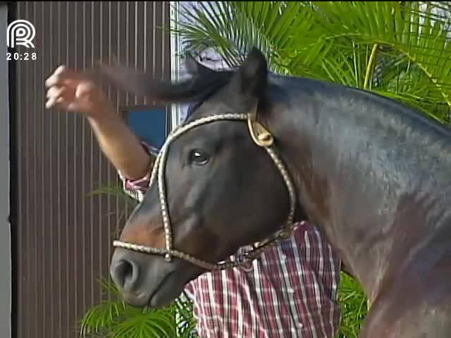 Morre o cavalo crioulo Equador de Santa Edwiges