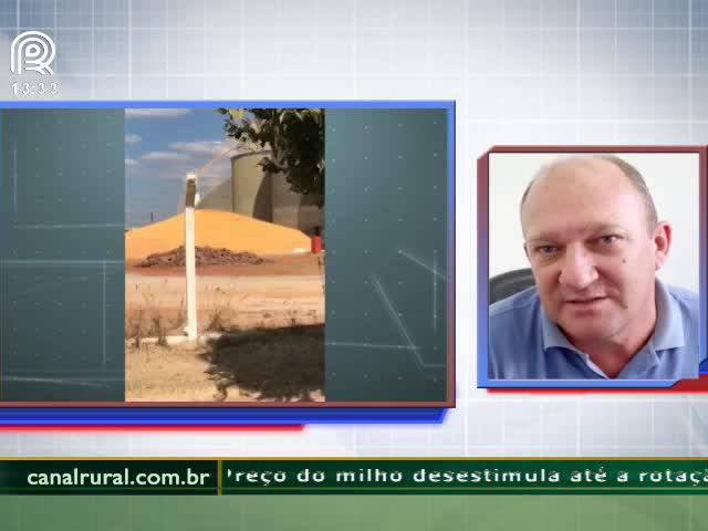 Município de Mato Grosso estoca milho a céu aberto
