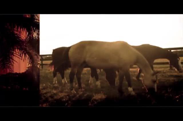 Conheça a fazenda em que o cavalo crioulo ocupa todas as atividades