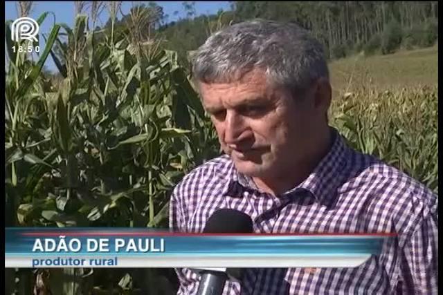 Preço do milho no Paraná cai mais de 50% e desanima produtores