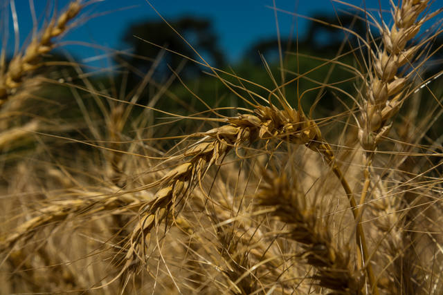 plantação de trigo