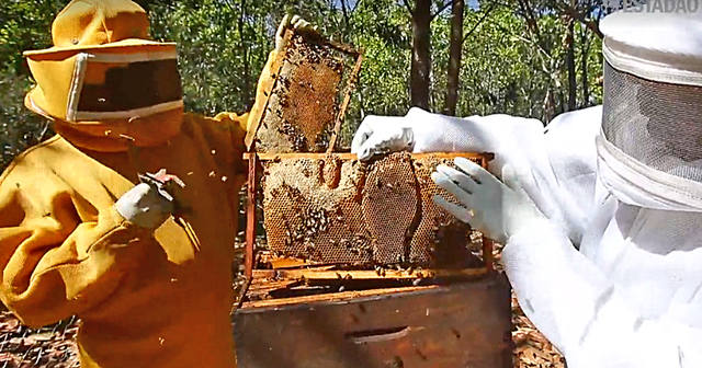 Pecuarista faz ILPF e como resultado vira produtor de mel premium