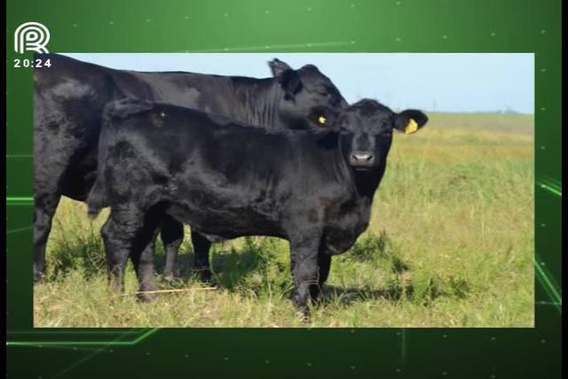 Raça de bovinos ultrablack é registrada no Brasil