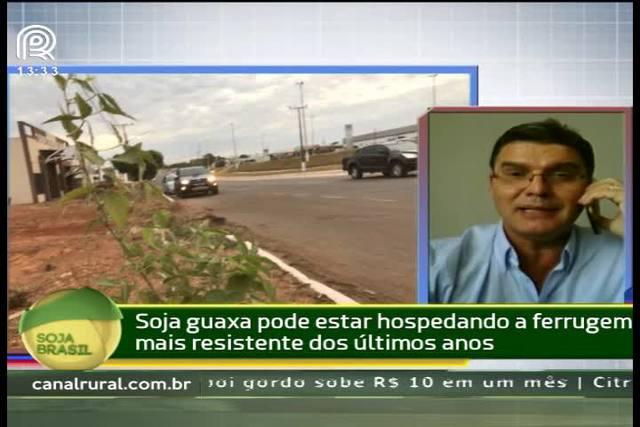 Soja guaxa com ferrugem preocupa Centro-Oeste