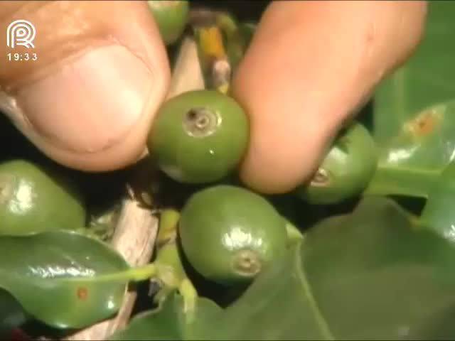 Cresce o número de cafezais com presença de broca