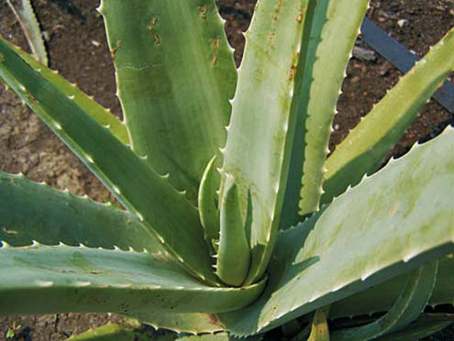 Aprenda A Usar As Plantas Medicinais Com Segurança Canal Rural 7235