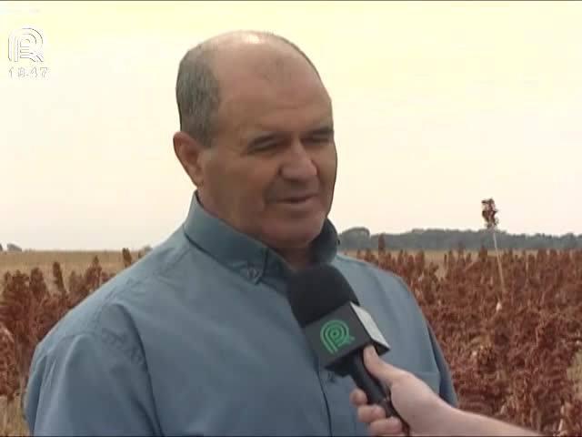 Colheita do sorgo anima produtores de MG