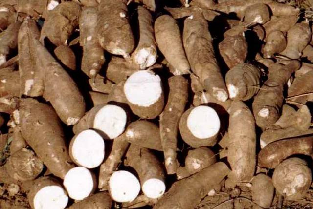 Estudo revela eficácia do controle biológico contra praga da mandioca