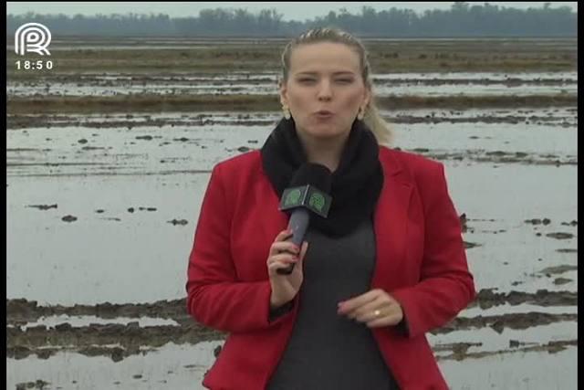 RS: chuva atrasa plantio de arroz e já causa perdas