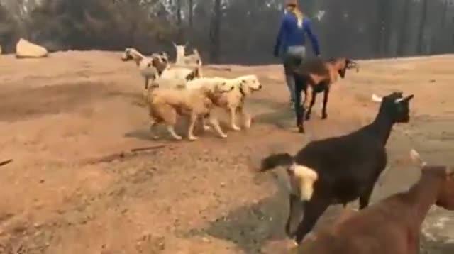 Família foge de fogo, mas cão fica e salva cabras