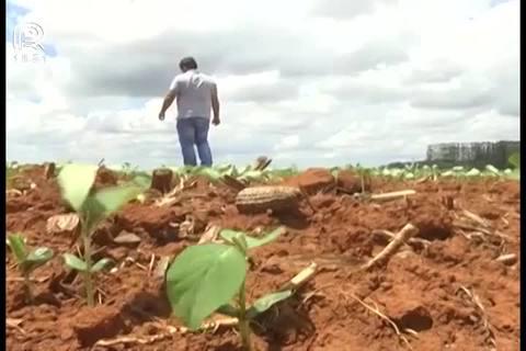 Clima provoca replantio de soja em MT