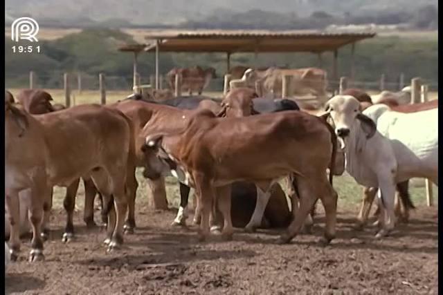 Embrapa Cerrados cria clone de vaca gir leiteiro