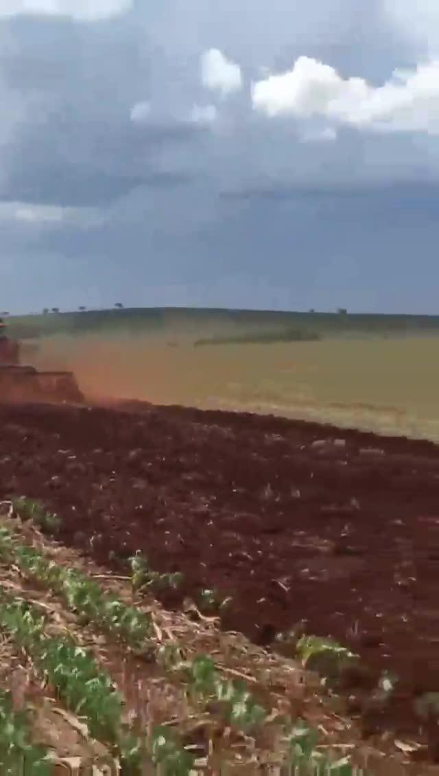 Soja é replantada em Mato Grosso