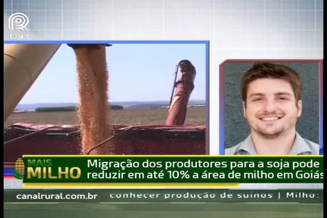 Goiás: área de milho pode cair 10% em relação a 2016