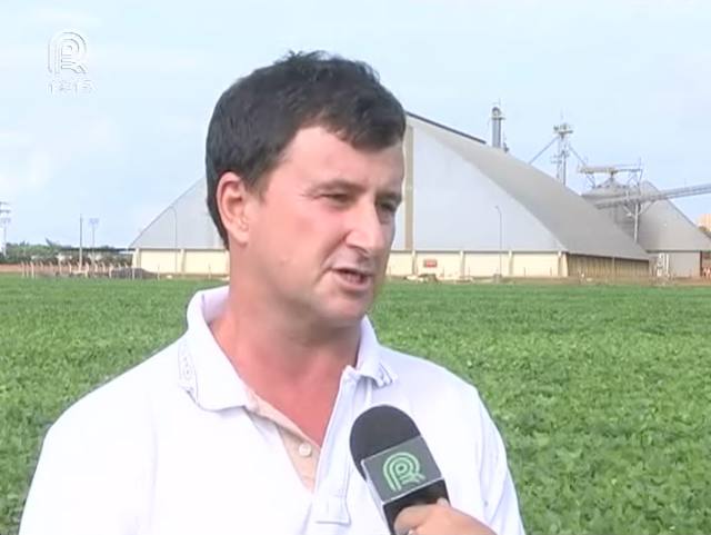 MT: produtores de soja temem chuva na colheita