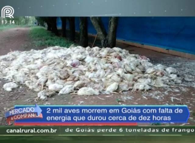 Por falta de energia, 2 mil aves morrem em Goiás