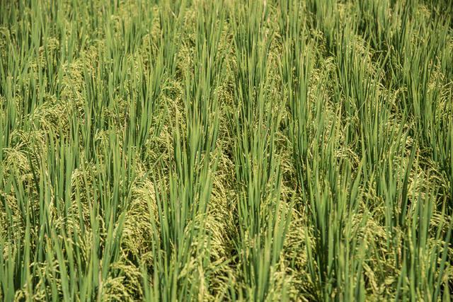plantação de arroz