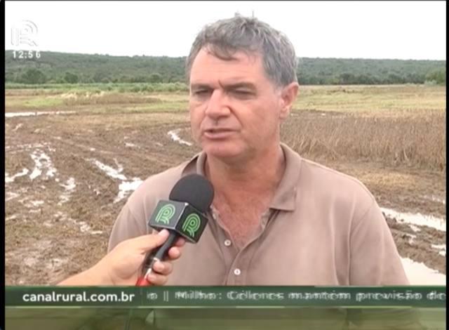 Excesso de chuvas prejudicam soja de Mato Grosso