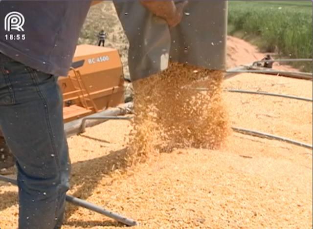 Brasil quer produzir 7 vezes mais etanol de milho