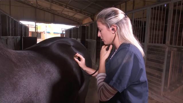 Aprenda a diagnosticar cólicas em cavalos