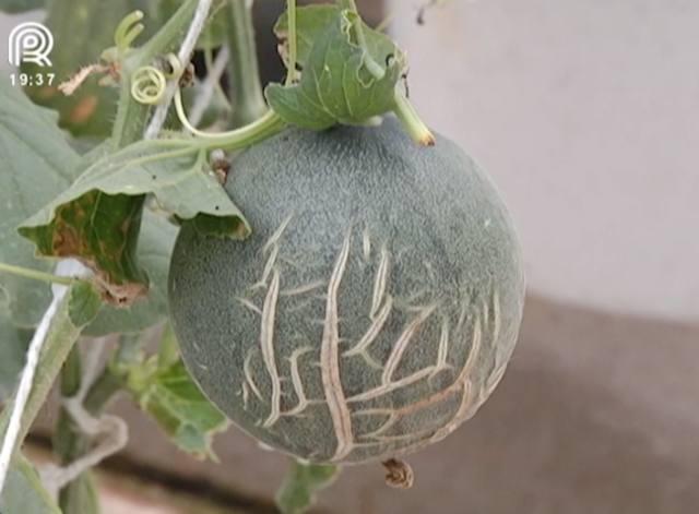 Cultivo de melão nobre gera renda e combate pragas