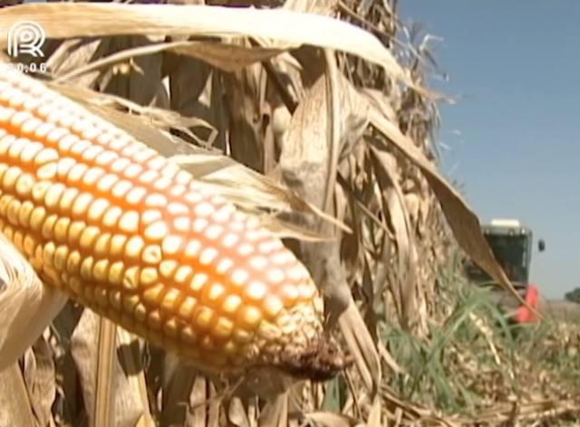 SC: milho e soja chegam aos maiores preços desde 2016