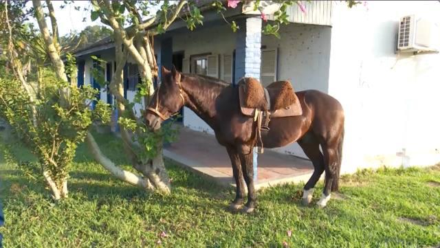 Conheça Infinito, um cavalo crioulo de 19 anos