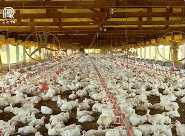 Aumento de custos vão reduzir renda do avicultor