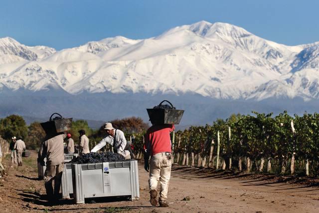 produção de uvas na Argentina