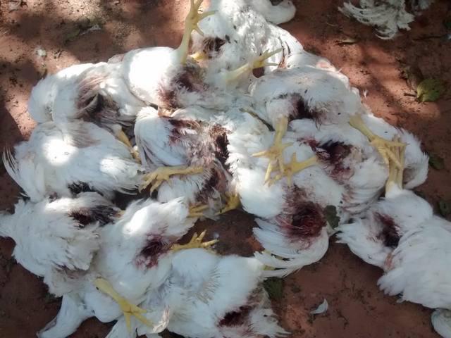 Canibalismo: mais de mil aves morrem em granja do Paraná