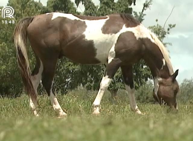 Evento discute bem-estar animal e produtividade