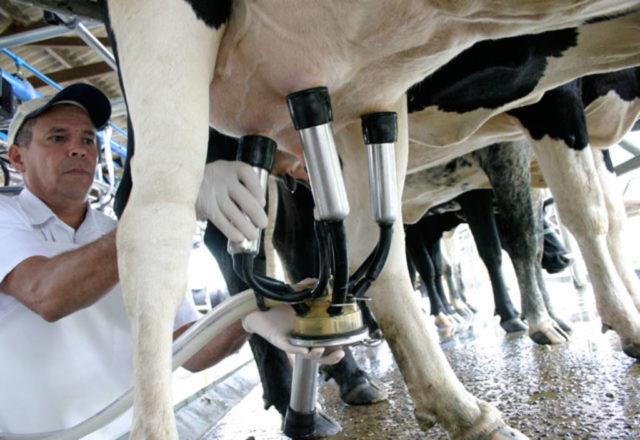 Produção de leite: homem ordenhando vaca mecanicamente