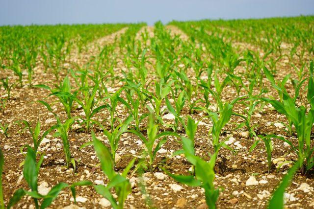 plantio de milho, zoneamento agrícola, segunda safra, previsão do tempo