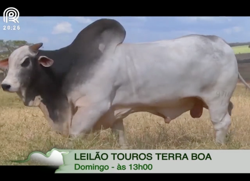 Conheça os destaques em touros no leilão da Fazenda Terra Boa