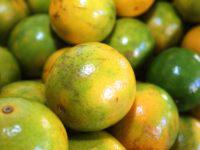 laranja - greening - frutas - citros - citricultores