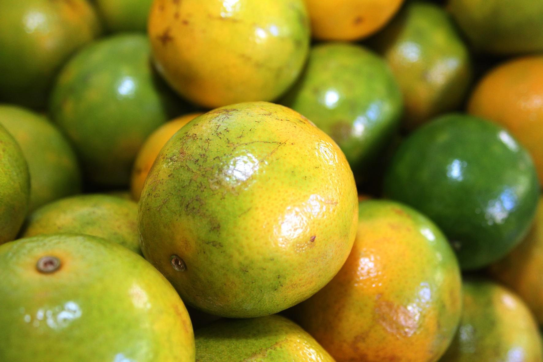 laranja - greening - frutas - citros - citricultores