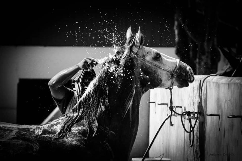 Homem dando banho em cavalo mangalarga marchador